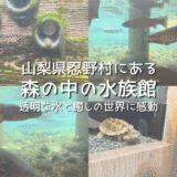 【レビュー】山梨県忍野村にある「森の中の水族館」に行ってきた！透明な水と癒しの世界に感動！