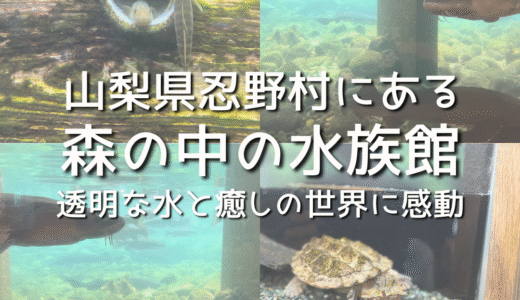 【レビュー】山梨県忍野村にある「森の中の水族館」に行ってきた！透明な水と癒しの世界に感動！